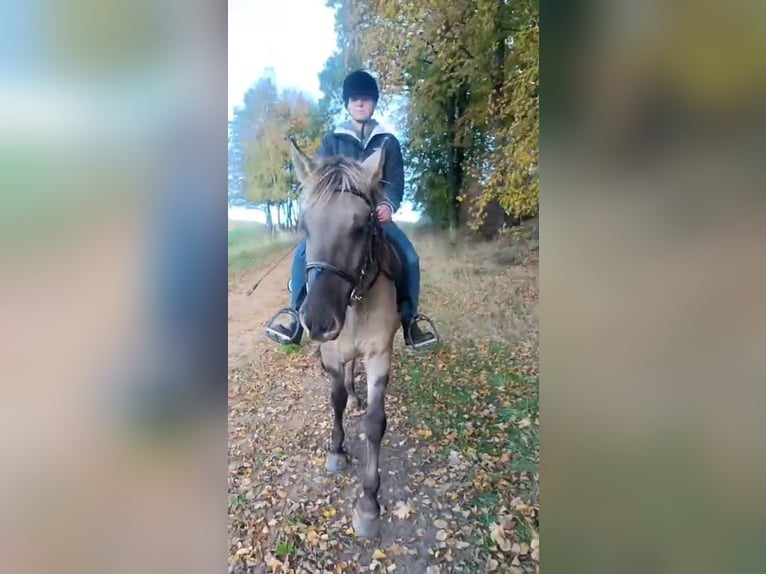 Konik Gelding 4 years 13,3 hh Dun in Forst