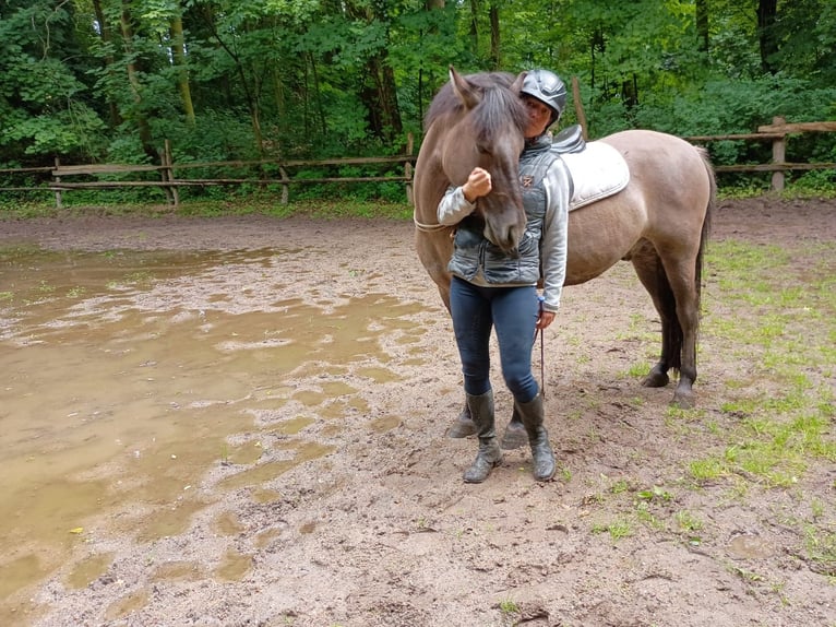 Konik Gelding 4 years 13,3 hh in Gorlitz