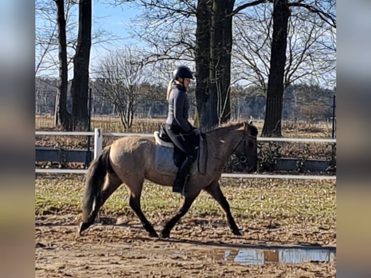 Konik Gelding 4 years 14 hh Dun in Forst
