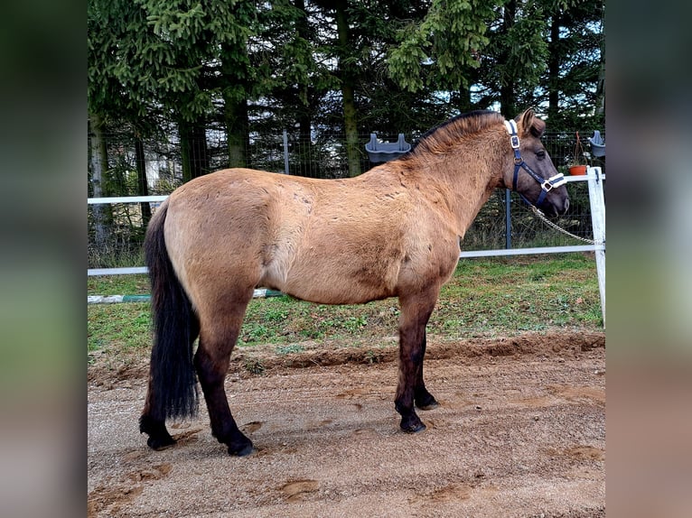 Konik Gelding 4 years 14,1 hh Dun in Forst