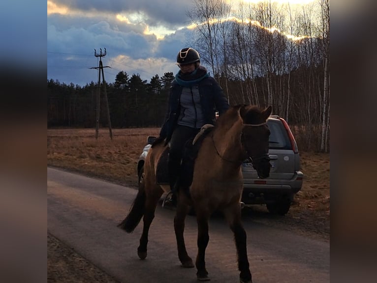 Konik Gelding 4 years 14,1 hh Dun in Forst