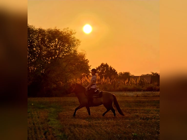 Konik Gelding 4 years 14,1 hh Dun in Forst