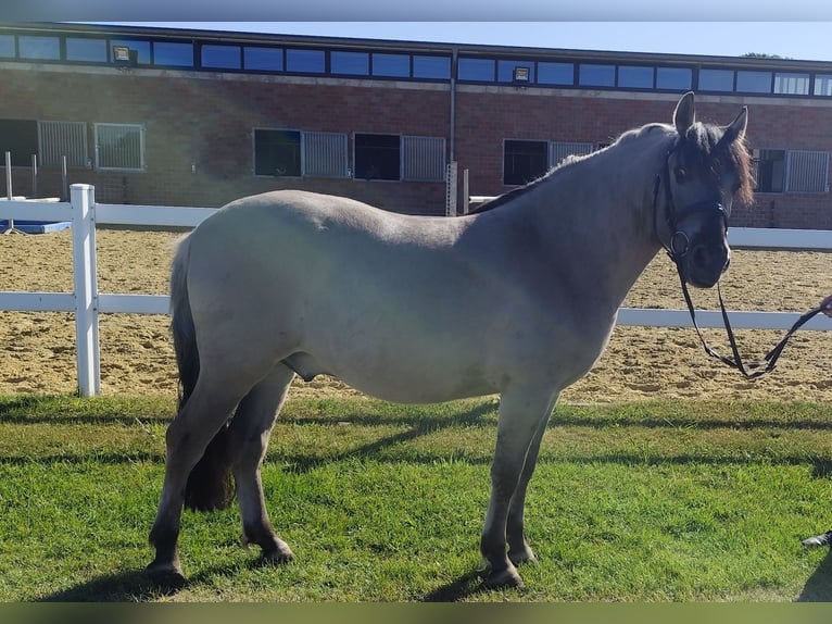 Konik Gelding 5 years 12,2 hh Dun in Bad Laer
