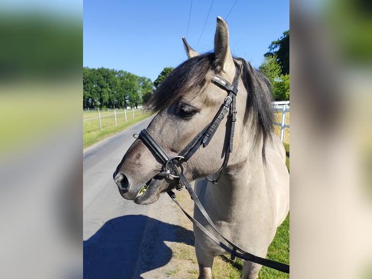 Konik Gelding 5 years 12,2 hh Dun in Bad Laer
