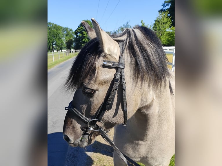 Konik Gelding 5 years 12,2 hh Dun in Bad Laer