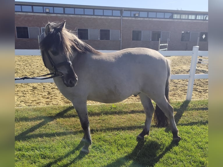 Konik Gelding 5 years 12,2 hh Dun in Bad Laer