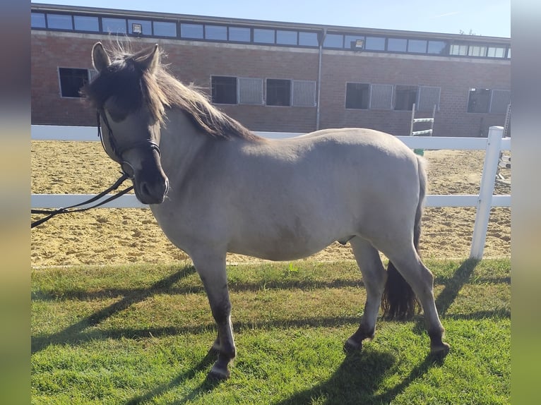 Konik Gelding 5 years 12,2 hh Dun in Bad Laer