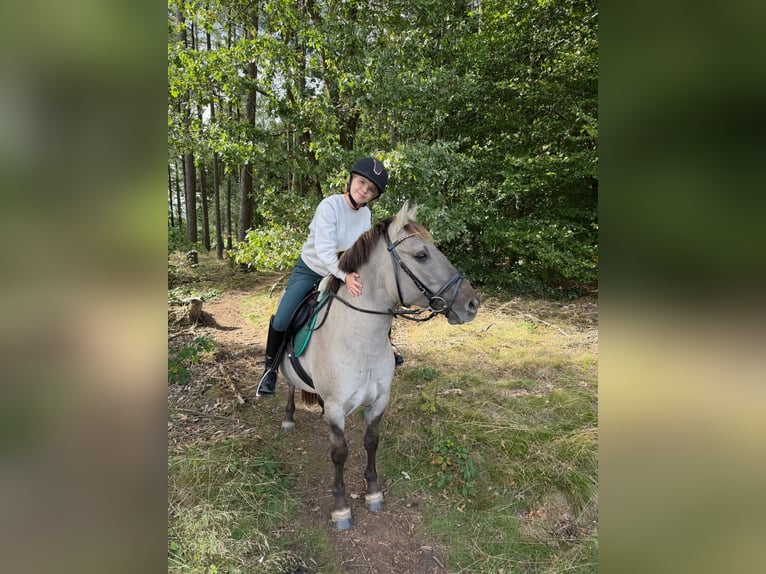 Konik Gelding 5 years 13.1 hh Dun in SchalksmühleSchalksmühle
