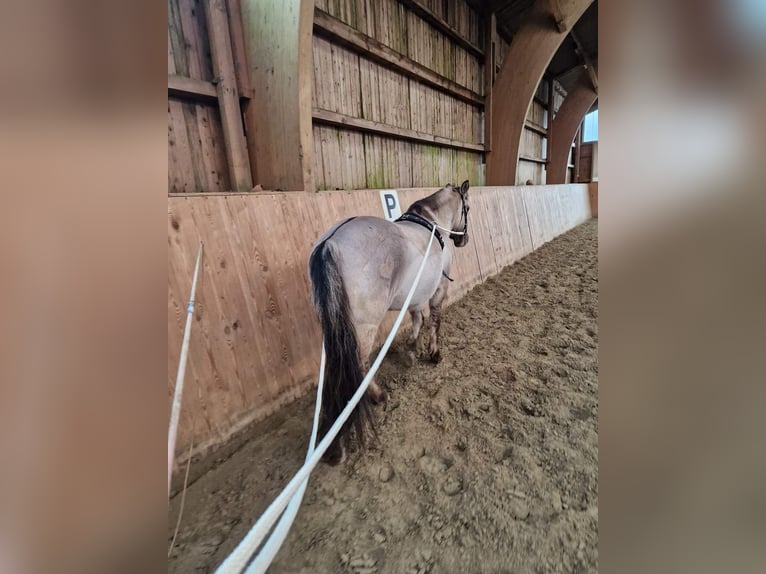 Konik Gelding 5 years 13,2 hh Dun in Pinneberg