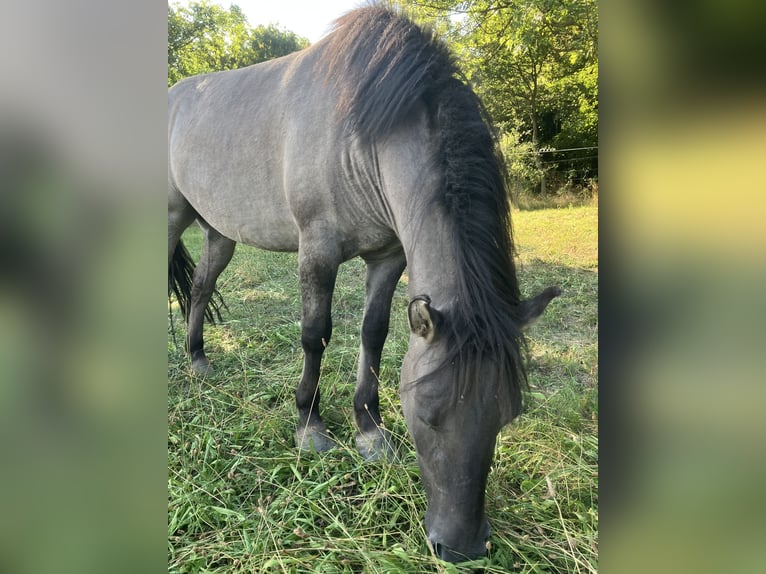Konik Gelding 5 years 13.2 hh Dun in Kierling Klosterneuburg