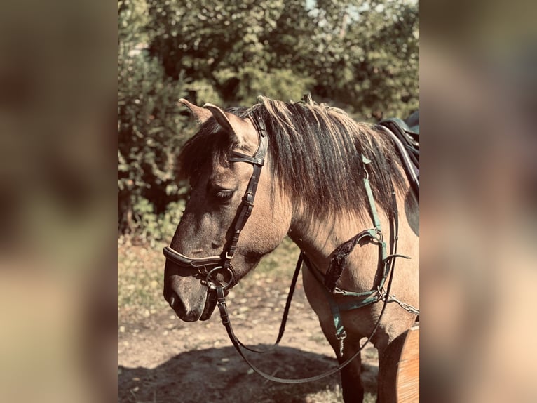Konik Gelding 5 years 13 hh Red Dun in Narewka