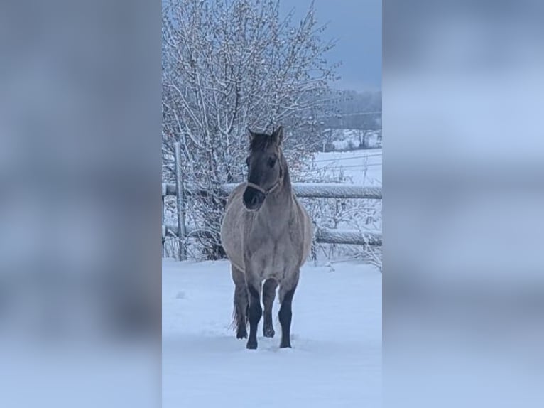 Konik Gelding 5 years 13,2 hh  in Radevormwald