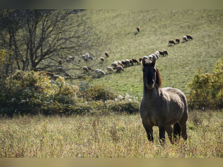 Konik Gelding 5 years 13,3 hh Dun in Kierling Klosterneuburg