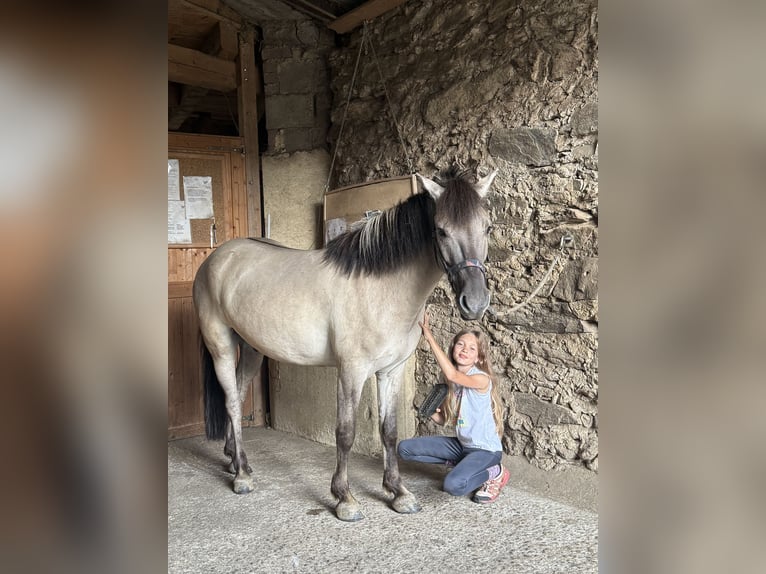 Konik Gelding 6 years 12.2 hh Dun in Hohenwarth