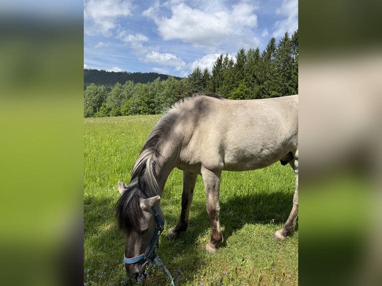 Konik Gelding 6 years 12.2 hh Dun in Hohenwarth