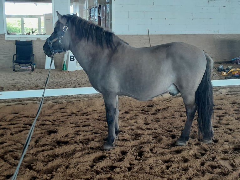 Konik Gelding 6 years 13,1 hh Dun in Niederzier