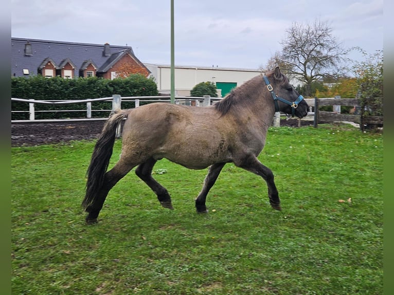 Konik Gelding 6 years 13,1 hh Grullo in Niederzier