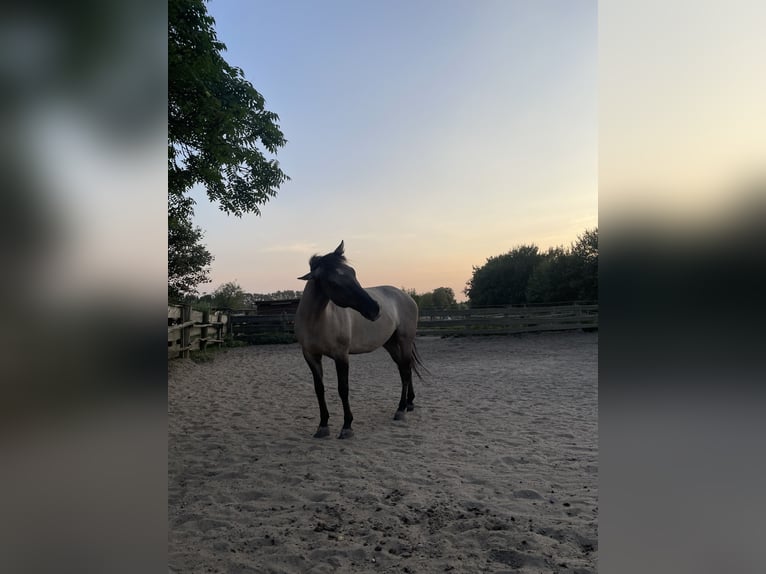 Konik Gelding 6 years 14,1 hh in Berlin