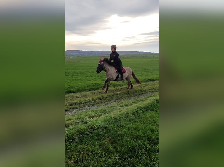 Konik Gelding 7 years 12,3 hh Dun in C&#xF6;lbe