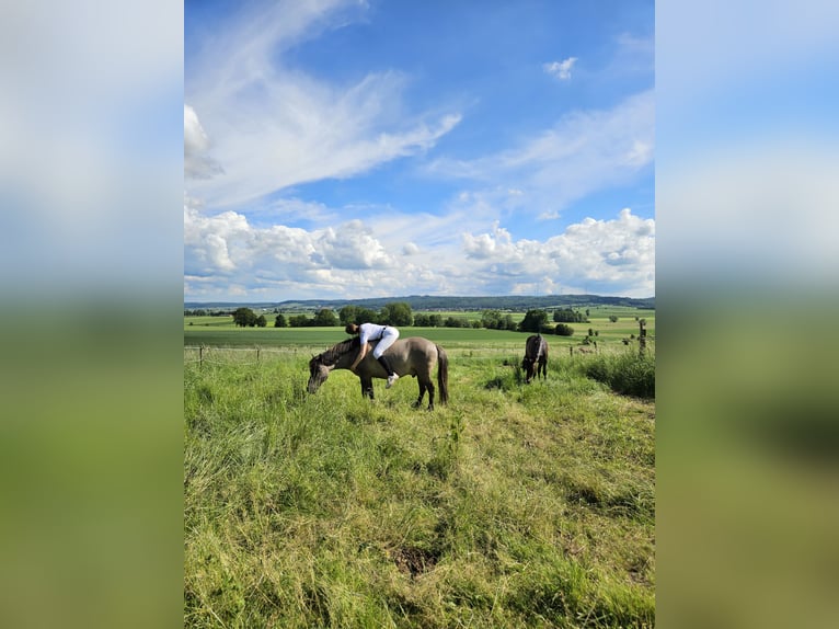 Konik Gelding 7 years 12,3 hh Dun in C&#xF6;lbe