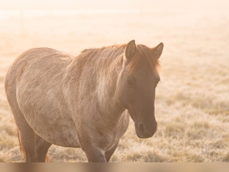 Konik Gelding 7 years 12,3 hh Dun in C&#xF6;lbe