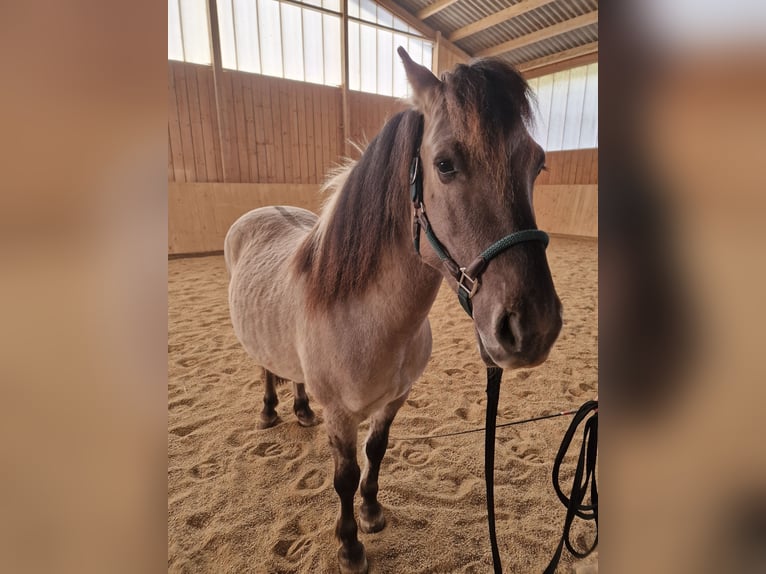 Konik Gelding 7 years 13.2 hh Dun in Falkenstein