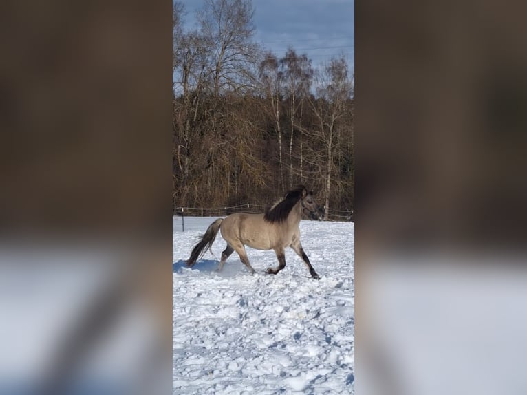 Konik Gelding 7 years 13.2 hh Dun in Falkenstein