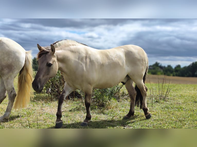 Konik Gelding 7 years 13,3 hh Dun in Wriezen