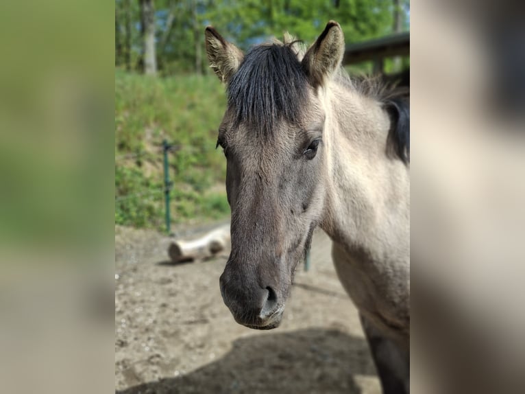 Konik Gelding 7 years 13,2 hh Dun in Giershausen