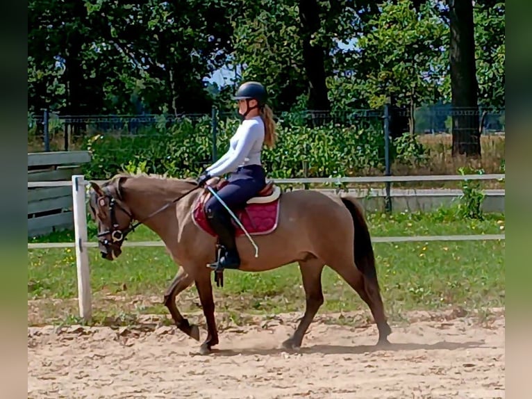 Konik Gelding 7 years 14 hh Dun in Forst