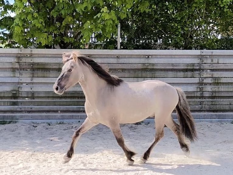 Konik Gelding 8 years 12,3 hh Dun in Hollfeld