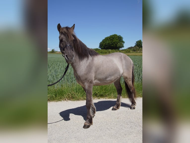 Konik Gelding 8 years 12,3 hh Dun in Hollfeld