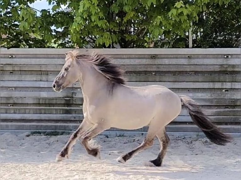 Konik Gelding 8 years 12,3 hh Dun in Hollfeld