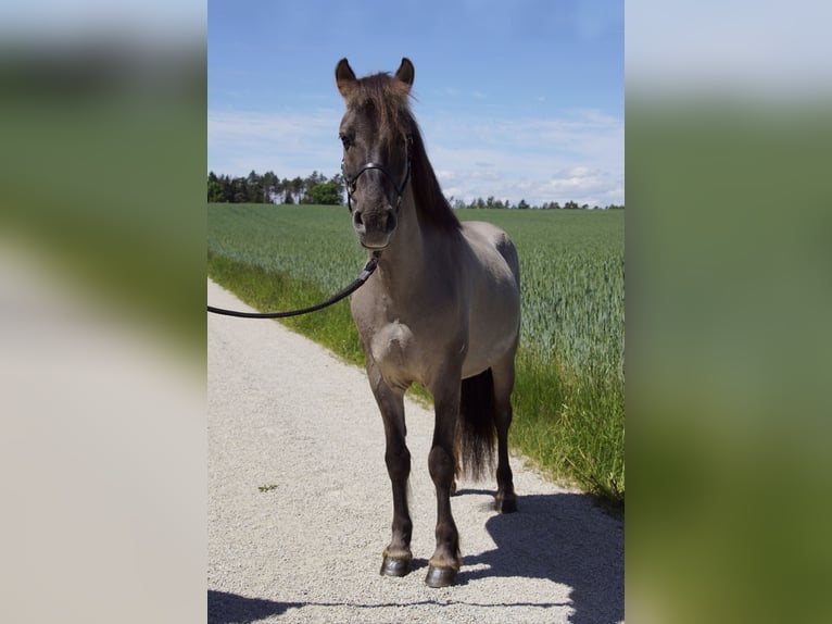 Konik Gelding 8 years 12,3 hh Dun in Hollfeld
