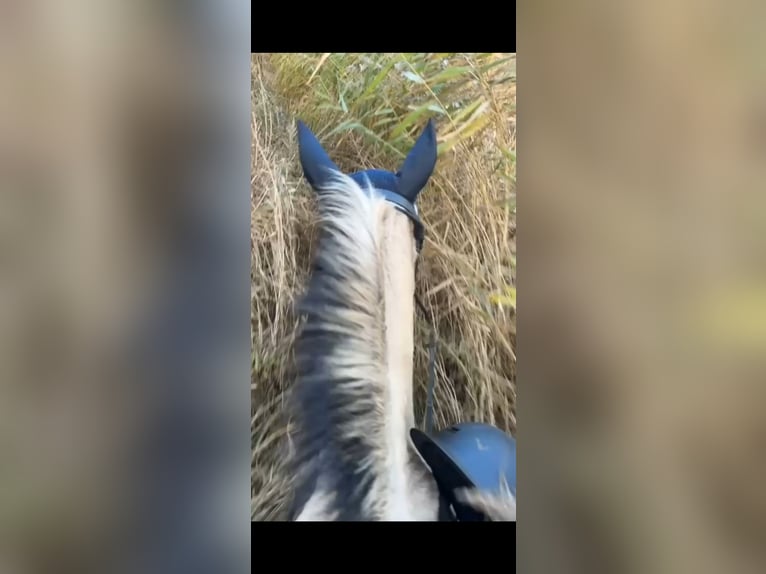 Konik Gelding 8 years 13.2 hh Buckskin in Antwerpen