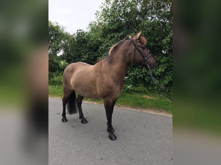 Konik Gelding 8 years 13,2 hh Dun in Satrup