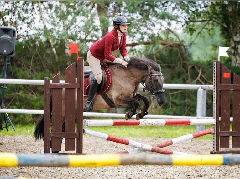 Konik Gelding 8 years 13.2 hh Dun in Iwanowice