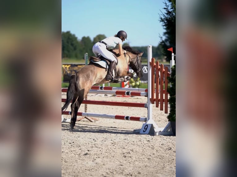 Konik Gelding 8 years 13.2 hh Dun in Iwanowice