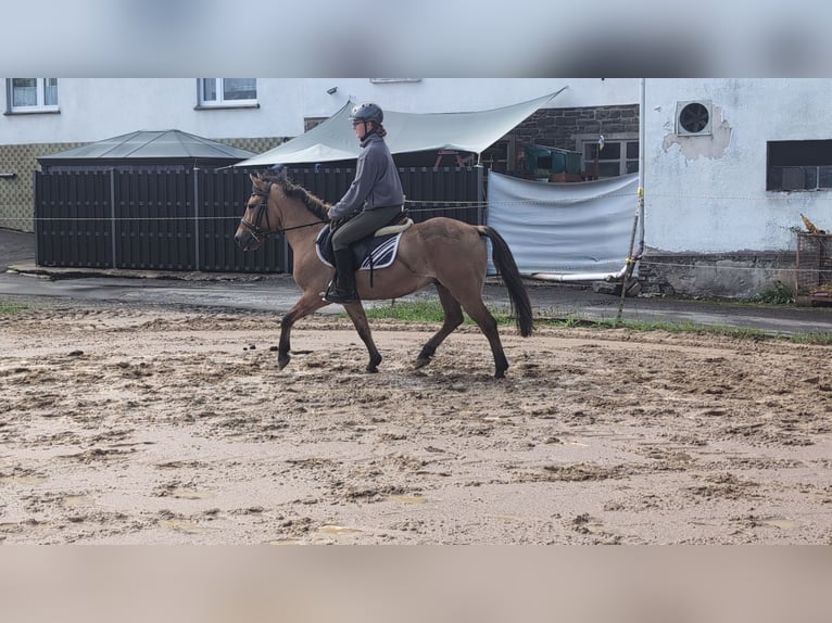 Konik Gelding 8 years 13,1 hh Dun in Morsbach