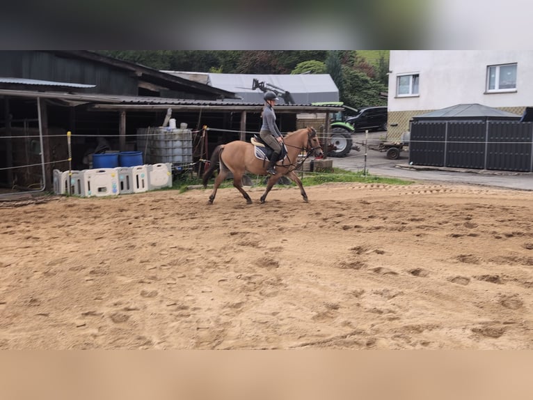 Konik Gelding 8 years 13,1 hh Dun in Morsbach