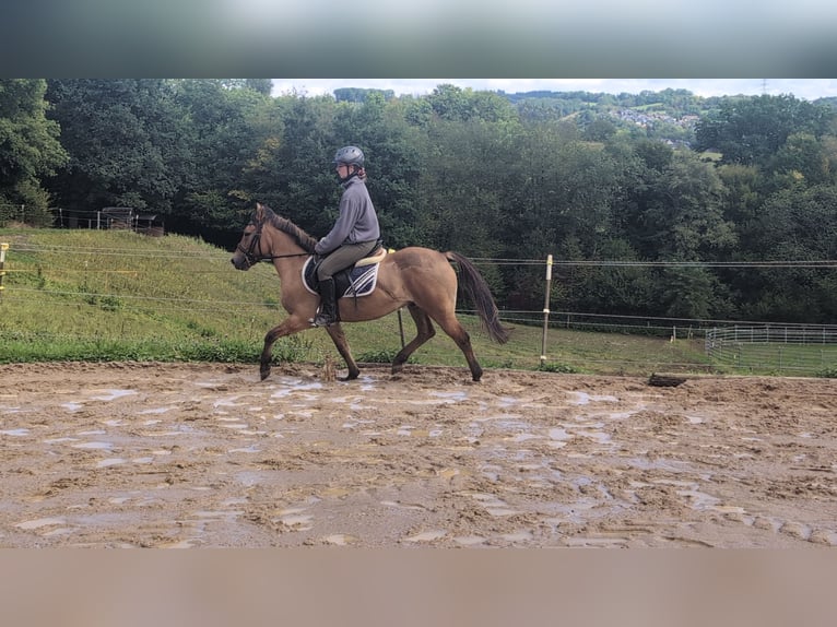 Konik Gelding 8 years 13,1 hh Dun in Morsbach