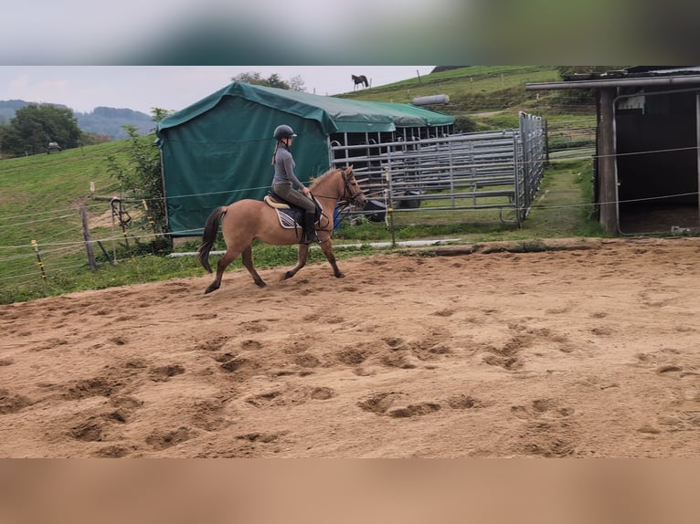 Konik Gelding 8 years 13,1 hh Dun in Morsbach