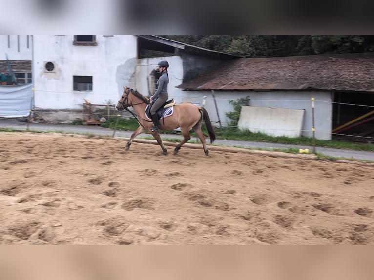 Konik Gelding 8 years 13,1 hh Dun in Morsbach