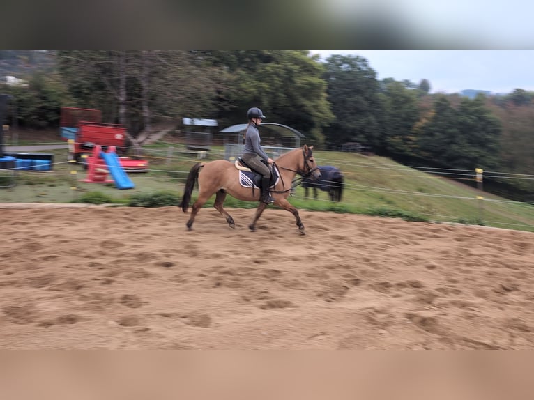 Konik Gelding 8 years 13,1 hh Dun in Morsbach
