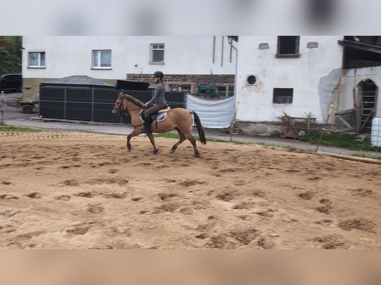 Konik Gelding 8 years 13,1 hh Dun in Morsbach