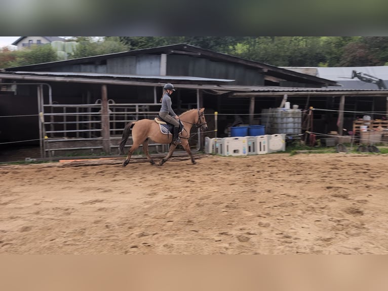 Konik Gelding 8 years 13,1 hh Dun in Morsbach
