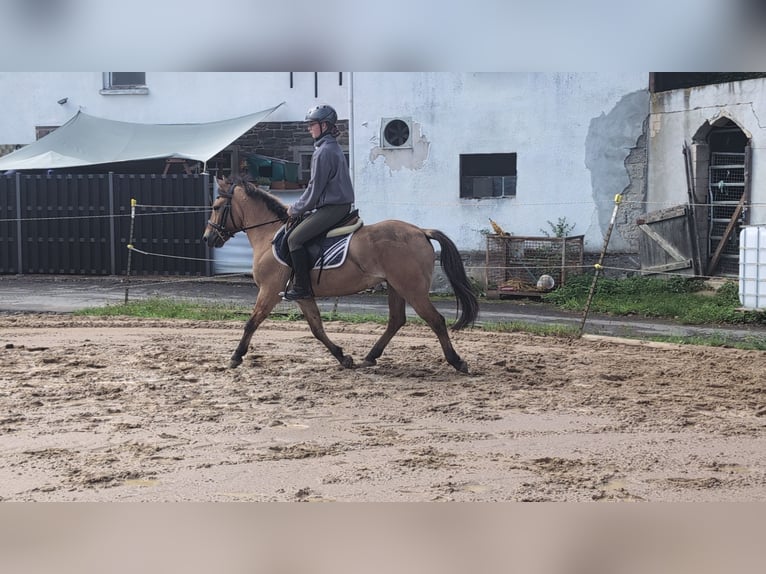 Konik Gelding 8 years 13,1 hh Dun in Morsbach