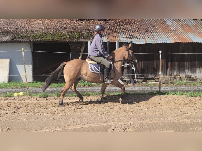 Konik Gelding 8 years 13,1 hh Dun in Morsbach