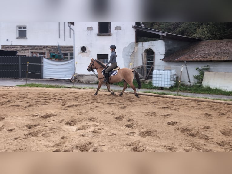 Konik Gelding 8 years 13,1 hh Dun in Morsbach