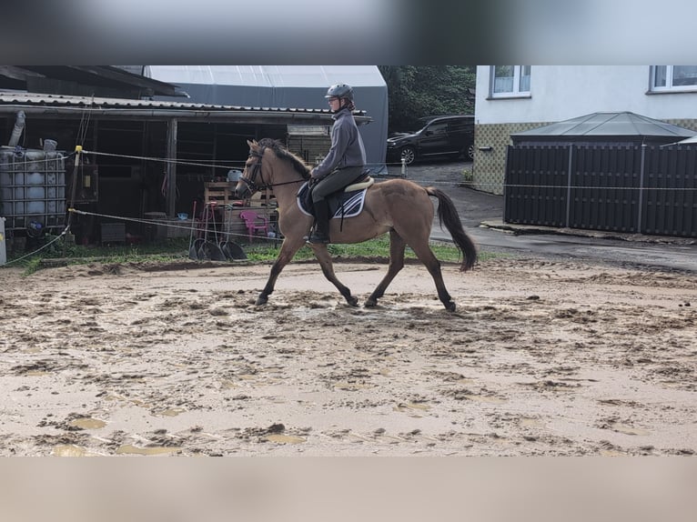 Konik Gelding 8 years 13,1 hh Dun in Morsbach